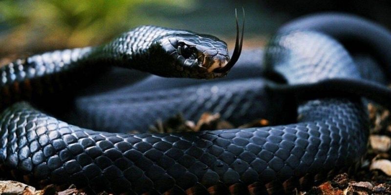 Những điềm báo tâm linh khi nằm mơ thấy rắn